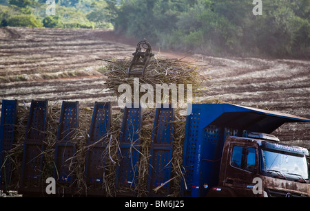 Macchinari raccoglie la canna da zucchero e carichi di camion per il trasporto al mulino per etanolo e produzione di zucchero Foto Stock