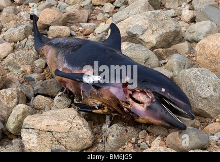 Delfino morto sulla spiaggia di Dennis, Cape Cod. Foto Stock