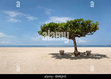 Vuoto sedie a sdraio sotto un albero presso la spiaggia di Sanur, Bali, Indonesia Foto Stock