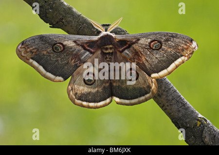 Wiener, Großes, Nachtpfauenauge Wiener, grande imperatore tarma tarma, butterfly, Saturnia pyri Foto Stock