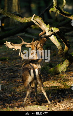 Daini buck (DAMA DAMA), maschio graffiare tree solchi durante la stagione. La Lorena, Francia Foto Stock