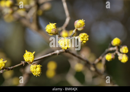 Corniolo, Cornus mas, Cornaceae, Europa e Asia Occidentale Foto Stock