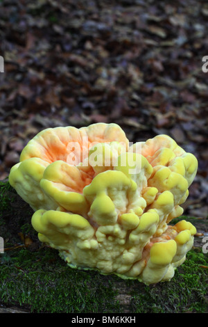 Pollo di boschi (Laetiporus sulfurei), noto anche come lo zolfo polypore. Foto Stock