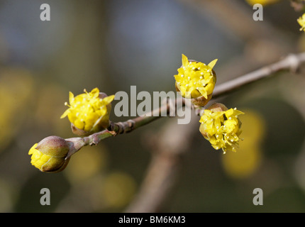 Corniolo, Cornus mas, Cornaceae, Europa e Asia Occidentale Foto Stock