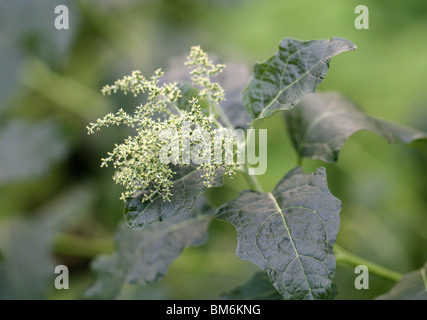 Chenopodium sanctaeclarae, Amaranthaceae (Chenopodiaceae), Isole Juan Fernández, Cile, Oceano Pacifico del Sud. Foto Stock