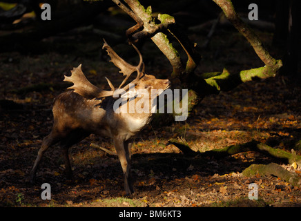 Daini buck (DAMA DAMA), maschio graffiare tree solchi durante la stagione. La Lorena, Francia Foto Stock