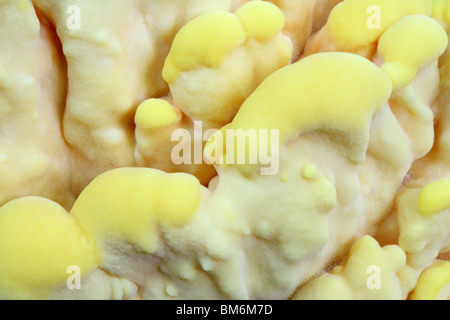 Pollo di boschi (Laetiporus sulfurei), noto anche come lo zolfo polypore. Foto Stock