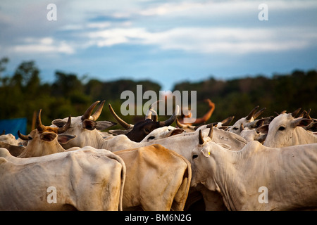 Allevamento di bovini, BR-163 strada ( Cuiabá - Santarém road ) a sud Para Stato, Amazzonia, Brasile. Foto Stock