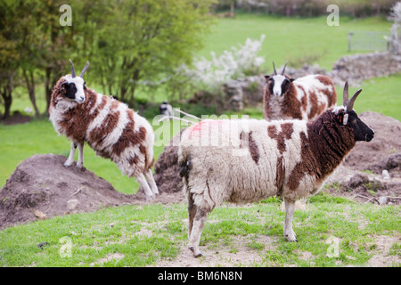 Jacobs pecore in un campo nel Lyth Valley, South Cumbria, Regno Unito. Foto Stock