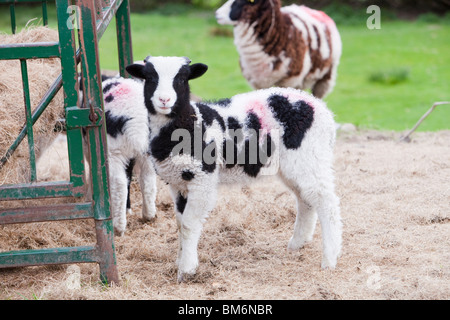 Jacobs pecore in un campo nel Lyth Valley, South Cumbria, Regno Unito. Foto Stock