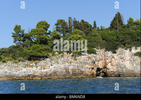 Lucertole da mare in Adriatico spot vacanze in Croazia Foto Stock