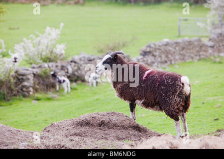 Jacobs pecore in un campo nel Lyth Valley, South Cumbria, Regno Unito. Foto Stock