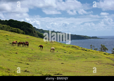 I cavalli pascolano vicino al litorale Hana,Hawaii. Foto Stock