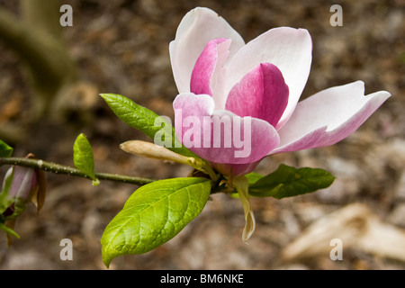 Magnolia soulangeana Lennei una pianta ibrida a Dundee Botanic Gardens, Regno Unito Foto Stock