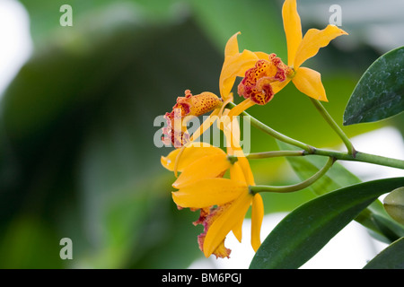 Chicago Botanic Garden Foto Stock