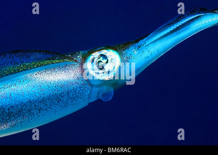 Dettaglio del reef bigfin squid Foto Stock