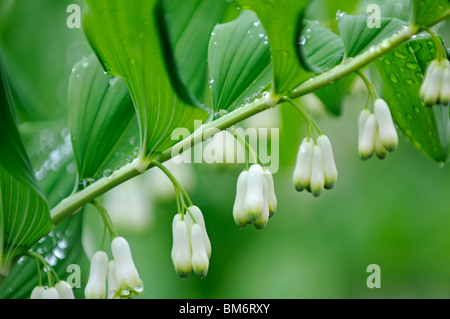 Salomone Sigillo: Polygonatum x hybridum Foto Stock