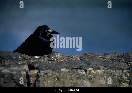 Un rook (Corvus frugilegus) poggia su un vecchio muro di pietra a Kinsale Harbour, County Cork, Irlanda. Foto Stock