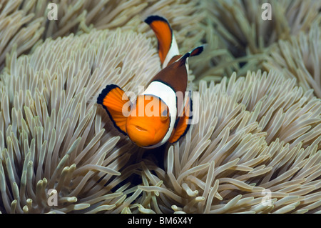 Clown anemonefish (Amphiprion percula) con (anemone Sticodactila gigantea). Misool Raja Ampat, Papua occidentale, in Indonesia. Foto Stock