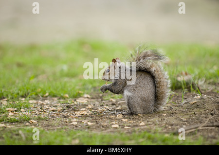 Scoiattolo scoiattolo grigio, alimentazione, alimentazione, scoiattolo scoiattolo grigio, seduta scoiattolo, seduta scoiattolo grigio Foto Stock