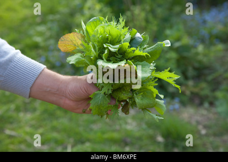 Mazzetto di appena raccolte le foglie di insalata, Hampshire, Inghilterra. Foto Stock