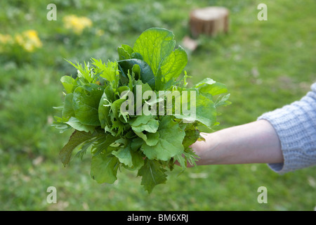 Mazzetto di appena raccolte le foglie di insalata, Hampshire, Inghilterra. Foto Stock