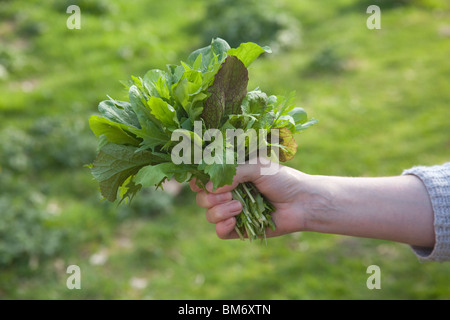 Mazzetto di appena raccolte le foglie di insalata, Hampshire, Inghilterra. Foto Stock