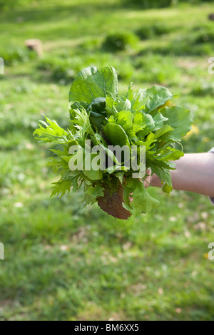 Mazzetto di appena raccolte le foglie di insalata, Hampshire, Inghilterra. Foto Stock