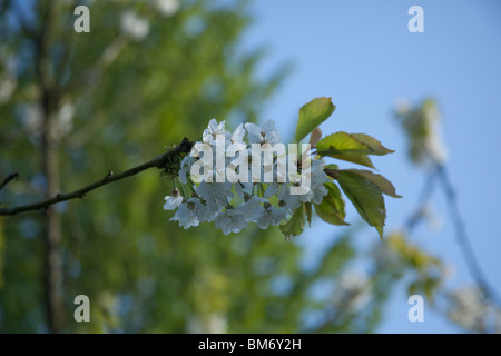 Ciliegio fiori o blossom Hampshire, Inghilterra, Regno Unito. Foto Stock