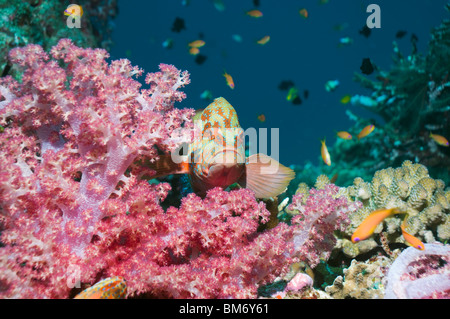 Coral hind (Cephalopholis miniata) in agguato tra i coralli molli. Mare delle Andamane, Thailandia. Foto Stock