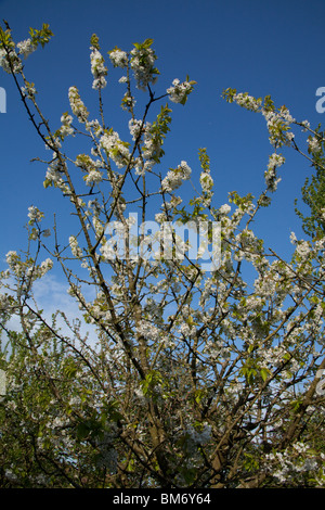 Ciliegio fiori o blossom Hampshire, Inghilterra, Regno Unito. Foto Stock