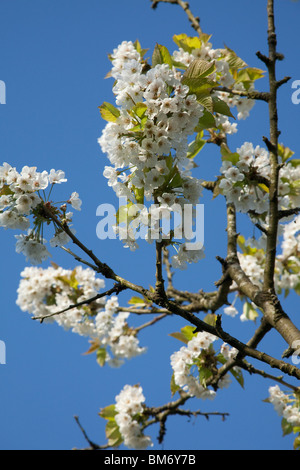 Ciliegio fiori o blossom Hampshire, Inghilterra, Regno Unito. Foto Stock