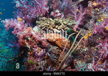 Coral hind (Cephlopholus miniata) in agguato tra i coralli molli. Mare delle Andamane, Thailandia. Foto Stock