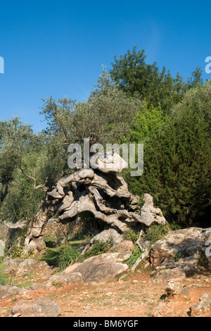In Maiorca,a diverse centinaia di-anno-vecchio Olivo (Isole Baleari - Spagna). A Maiorca, Onu olivier pluri-centenaire (Espagne). Foto Stock