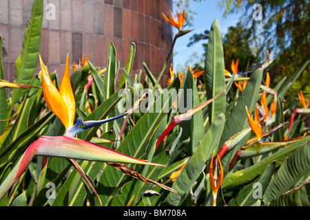 Uccello del paradiso, Strelitzia Reginae al Norton Simon Museum di Pasadena, California Foto Stock