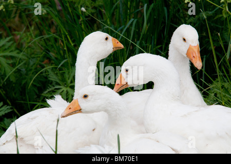 White Embden oche domestiche, Hampshire, Inghilterra. Foto Stock