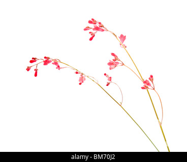 Heuchera sanguinea ("campane di corallo"), i picchi di fiori, isolato Foto Stock