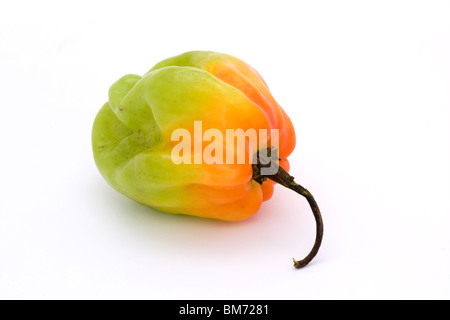 Arancione e verde Scotch Bonnet peperoncino su bianco Foto Stock