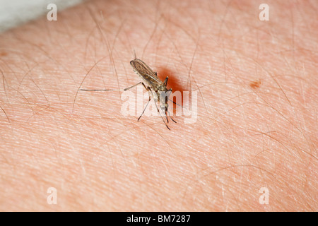 Femmina (di zanzara Culex pipiens) alimentazione su un braccio umano. Foto Stock