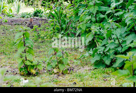 Coniglio bambino tra le ortiche alimentare Foto Stock