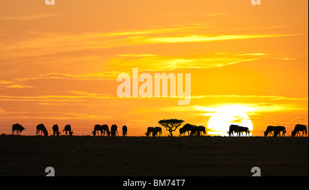 Alba africana Foto Stock