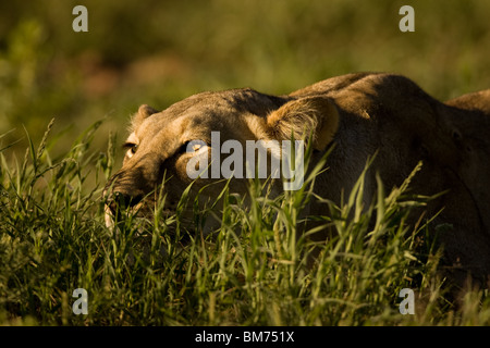 Stalking Leonessa Foto Stock