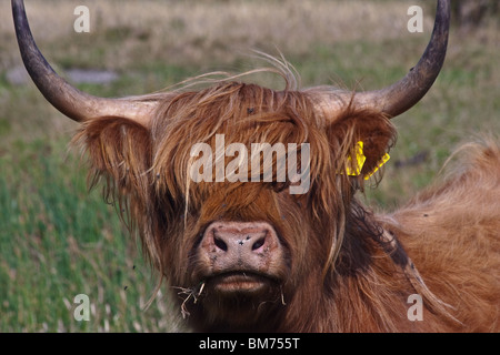 Scottish highland mucca sull'Isola di Helnaes, Danimarca. Foto Stock