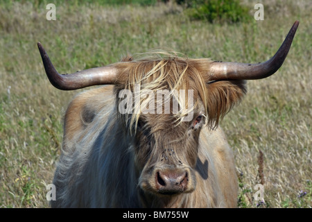 Scottish highland mucca sull'Isola di Helnaes, Danimarca. Long bangs per mantenere vola Foto Stock