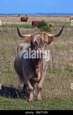 Scottish highland mucca sull'Isola di Helnaes, Danimarca. Foto Stock