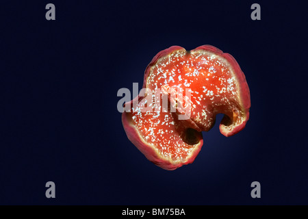 Spanish dancer nuoto nella notte Foto Stock