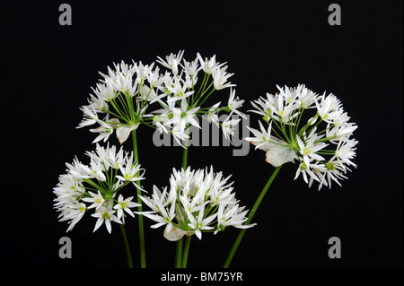 Aglio selvatico Ramsons Allium ursinum noto anche come buckrams, di latifoglie, aglio Aglio in legno, sremuš o l'aglio orsino Foto Stock
