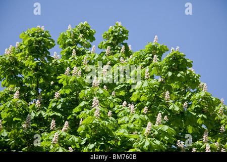 Ippocastano, Aesculus hippocastanum, blossoms (pannicles) contro un cielo blu chiaro Foto Stock