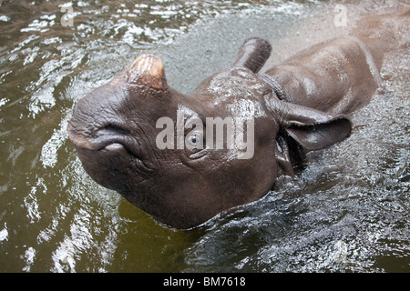 Una femmina Rhinocerous indiano in acqua presso il West Midland Safari Park, Bewdley, Worcestershire, Inghilterra, Regno Unito. Foto Stock