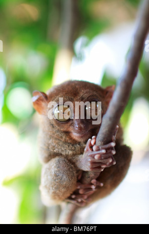 Tarsier Foto Stock